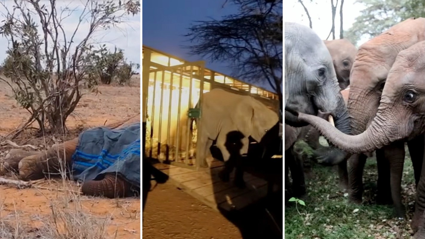 An elephant lies on the ground under a tarp, then walks out of an enclosure and is later greeted by other elephants.