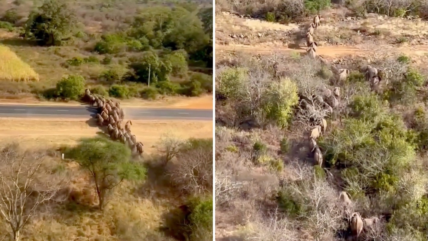A herd of elephants walks across a road near trees and bushes.
