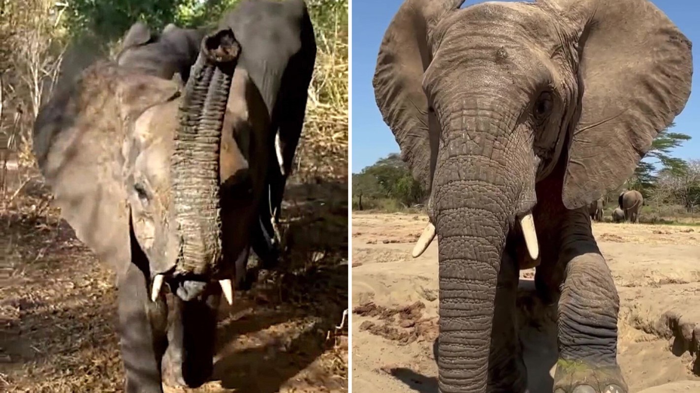 Two elephants in their natural habitat, one standing in grass and the other approaching on a sandy surface.