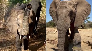 Two elephants in their natural habitat, one standing in grass and the other approaching on a sandy surface.