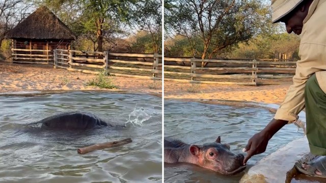 A person interacts with a baby hippo in a shallow pool near a wooden fence and a thatched roof structure.