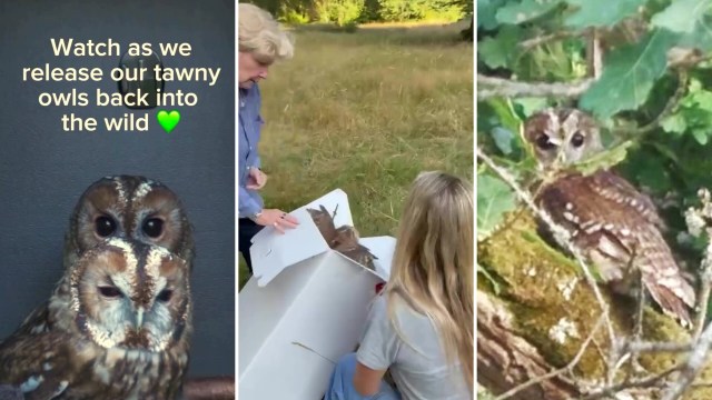 Two tawny owls are being released from a box into a grassy field, with another owl perched on a branch nearby.