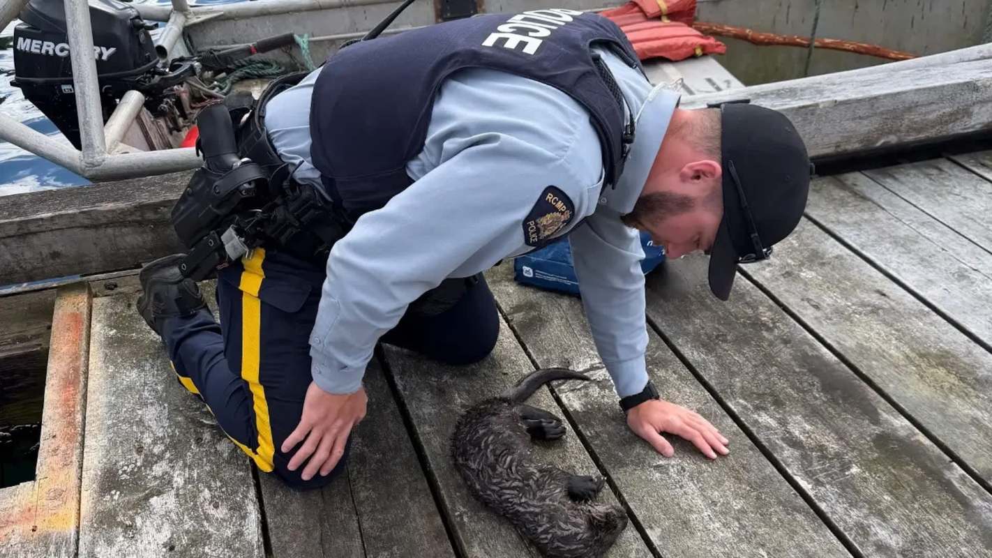 A police officer kneels on a pier next to an injured sea otter.