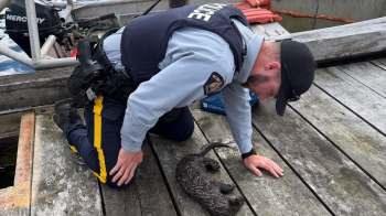 A police officer kneels on a pier next to an injured sea otter.