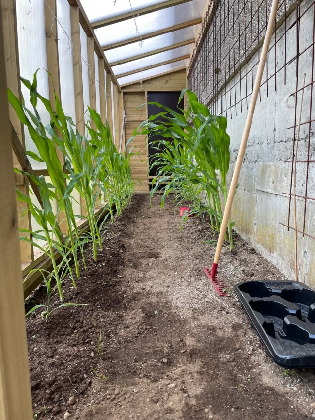 Plants growing in a space covered by a wooden structure with clear panels.
