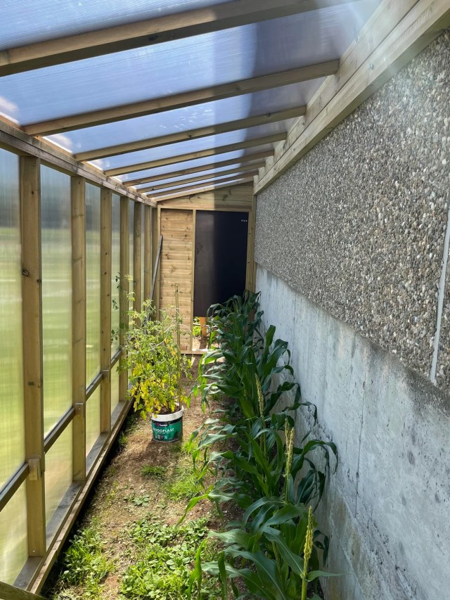 Plants growing in a space covered by a wooden structure with clear panels.