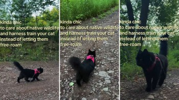 A black cat wearing a harness walks on a gravel path surrounded by greenery.