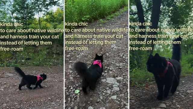 A black cat wearing a harness walks on a gravel path surrounded by greenery.
