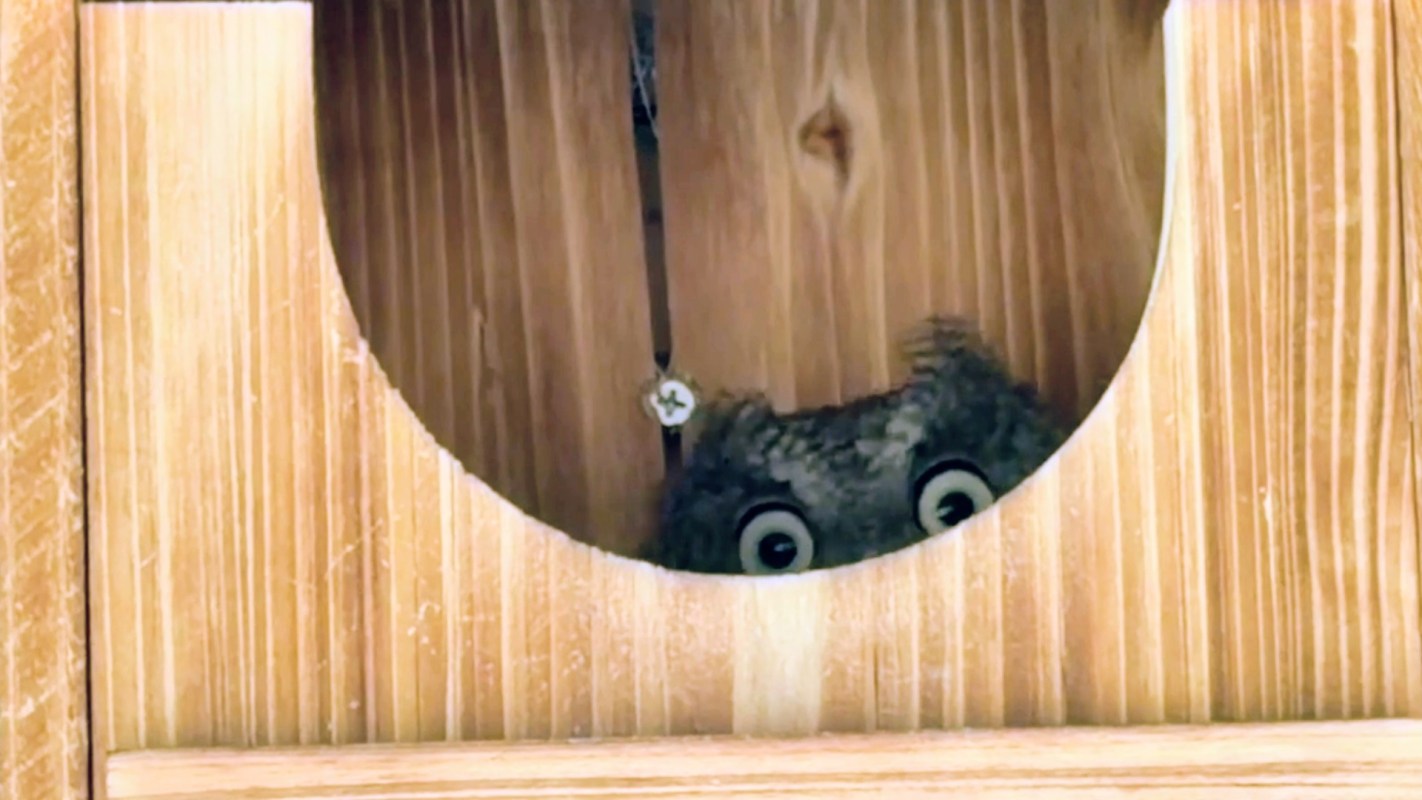 A small owl peeks out from a wooden birdhouse.