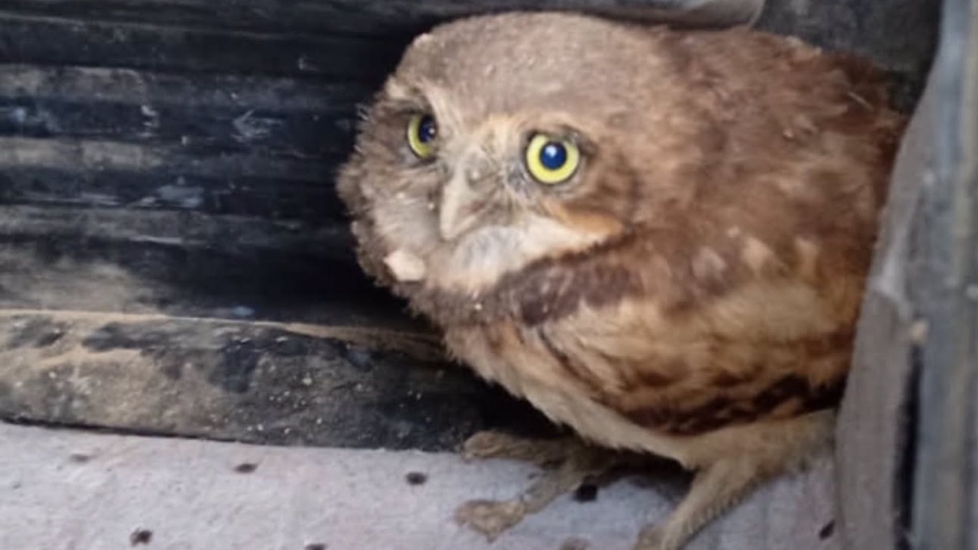 A young burrowing owl.