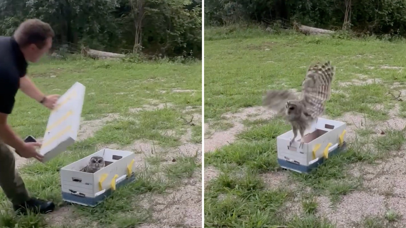 A man releases an owl from a box onto grassy ground.