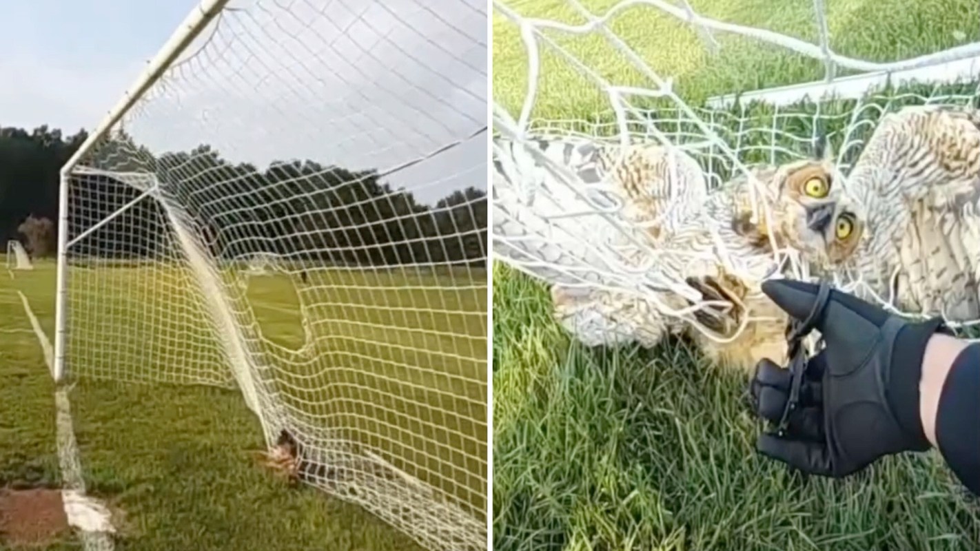 An owl is caught in a soccer net, with a person in a glove assisting it in a grassy area.