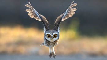 A spotted owlet in midflight.
