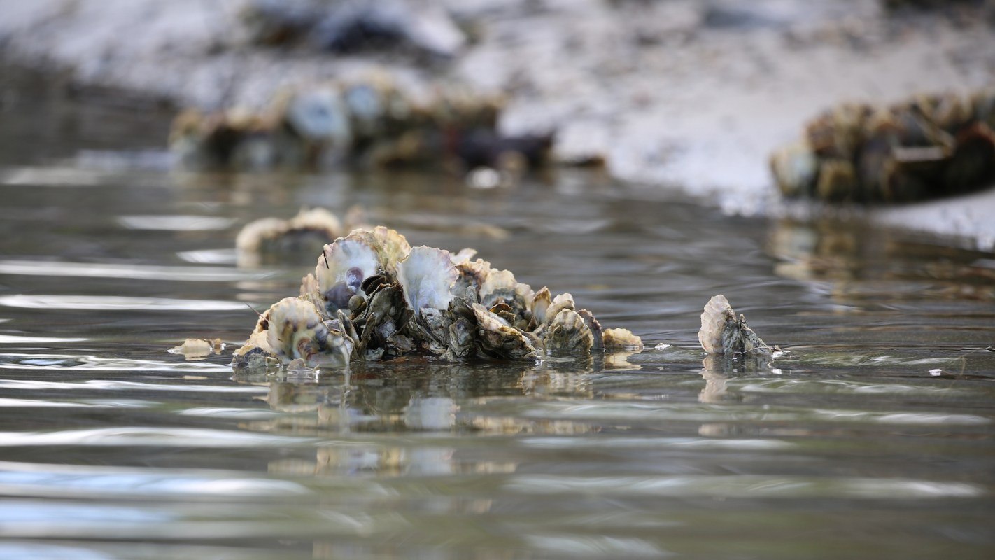A cluster of oysters partially submerged in calm water.