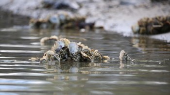 A cluster of oysters partially submerged in calm water.