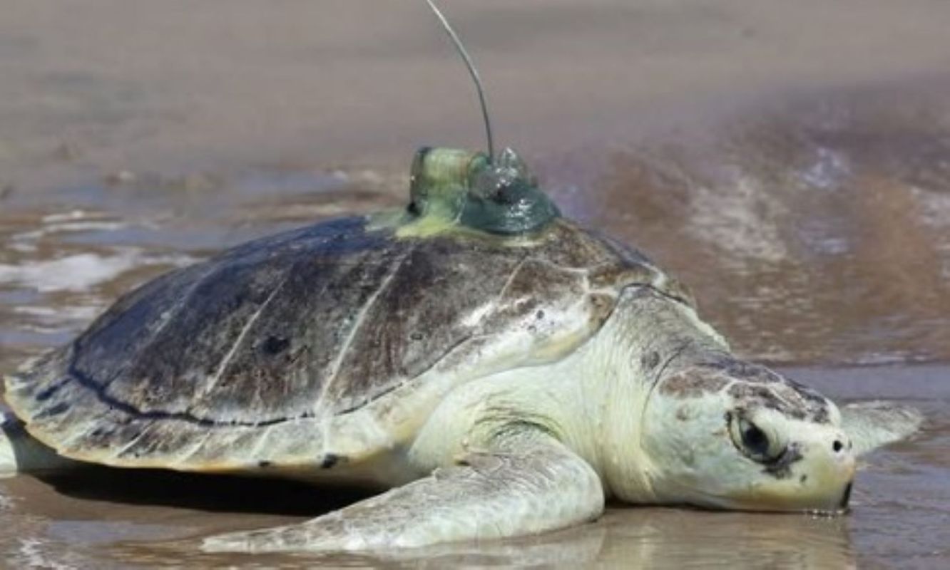 Pancake, the endangered Kemp's Ridley sea turtle.
