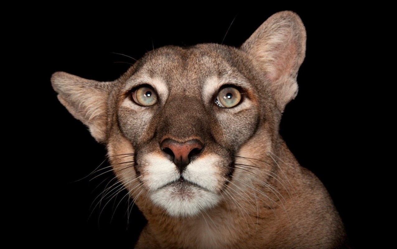 A close-up of a panther's face with distinctive features and bright eyes against a dark background.