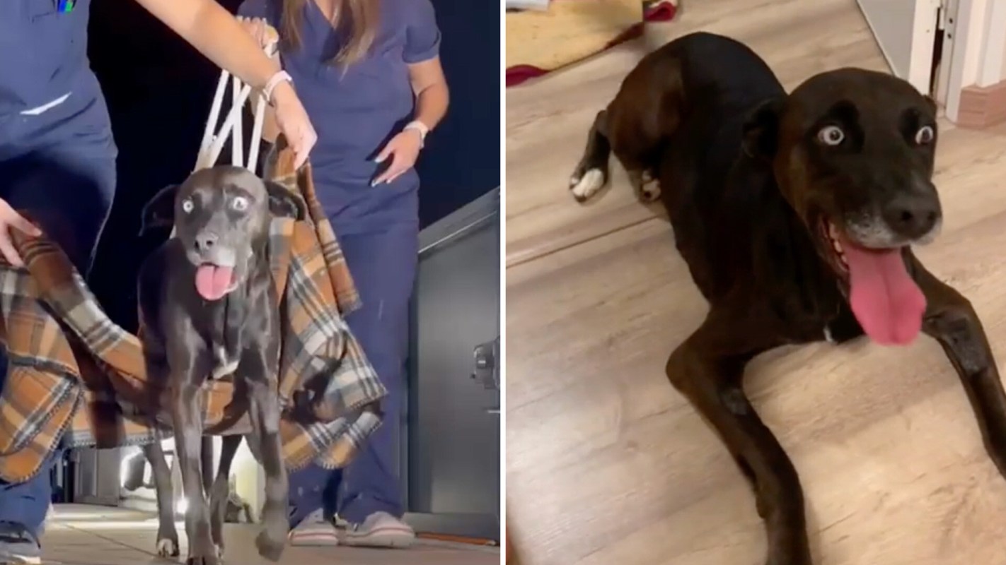 A dog is being assisted from a blanket by two people, and another dog is lying on the floor.