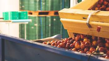 Many peaches are spilling from a wooden crate into a blue container in a storage area.