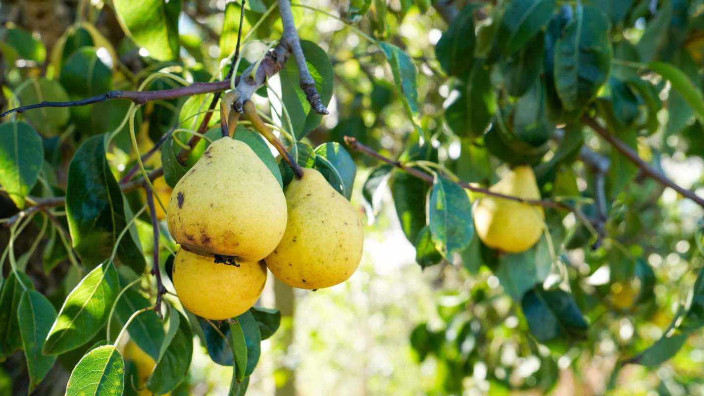 Pears grow on a tree surrounded by green leaves.