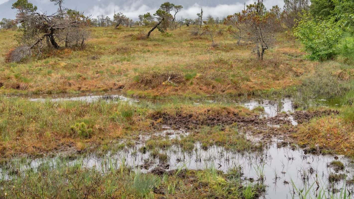 A peat bog.