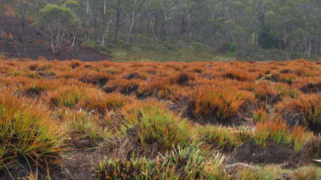 A landscape of peatland with patches of orange and green grass amid a backdrop of trees.