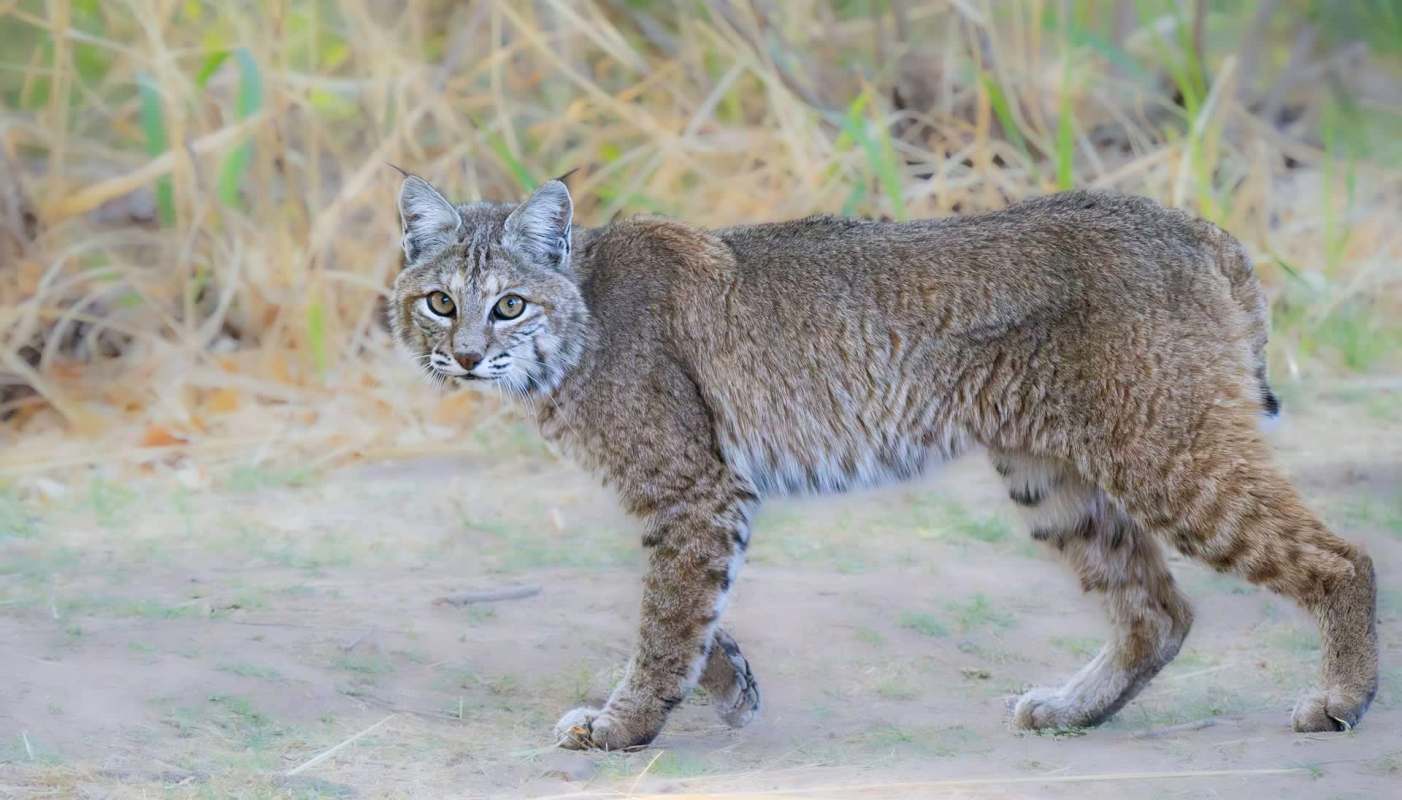 A bobcat.