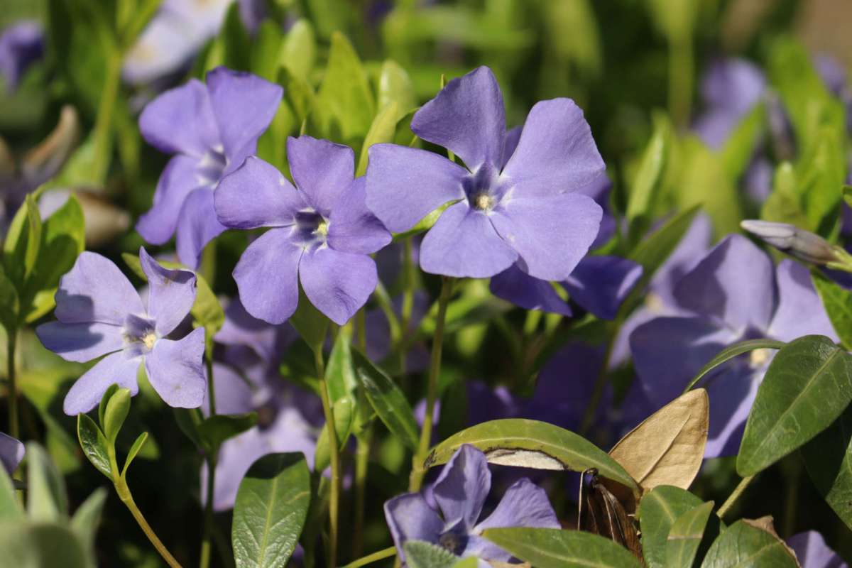 Violet flowers with green leaves in a garden setting.
