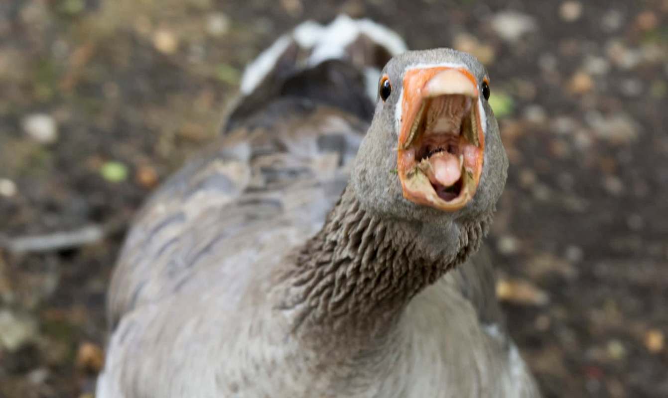 A goose with its beak open, standing on the ground with blurred surroundings.