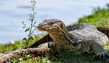A monitor lizard rests on the grass near a small plant by the water's edge.