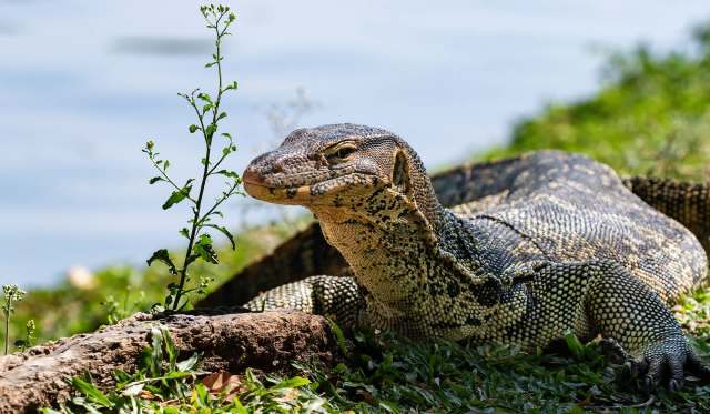 A monitor lizard rests on the grass near a small plant by the water's edge.