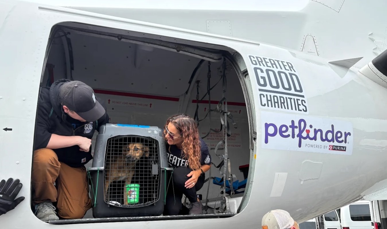 Two people look at a dog in a crate in a plane.