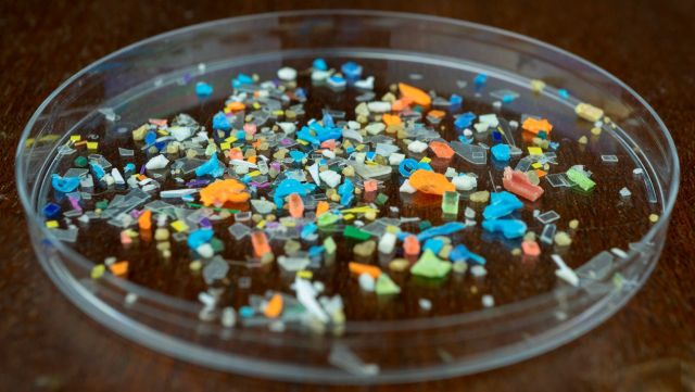 Microplastics in a petri dish.
