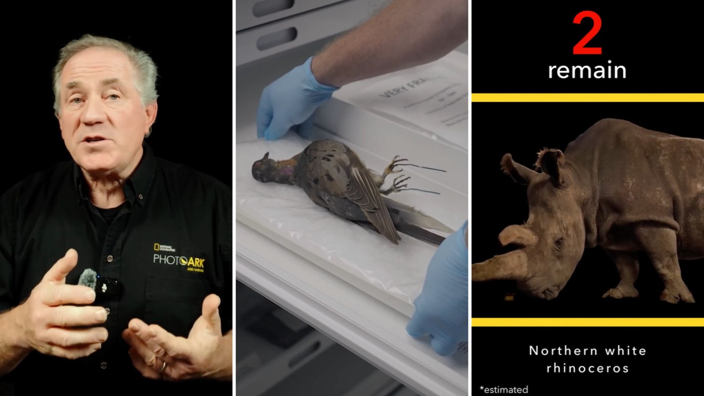 A man discusses wildlife conservation alongside an image of a dead pigeon and a northern white rhinoceros.