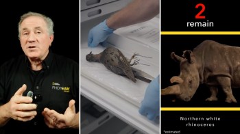 A man discusses wildlife conservation alongside an image of a dead pigeon and a northern white rhinoceros.