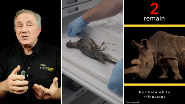 A man discusses wildlife conservation alongside an image of a dead pigeon and a northern white rhinoceros.