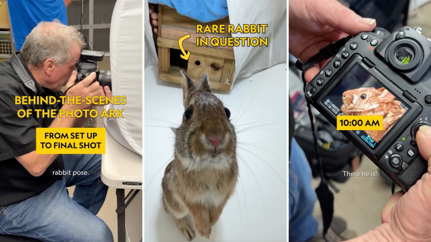 Behind-the-scenes of a photo shoot featuring a rare rabbit and a photographer capturing the final shot.