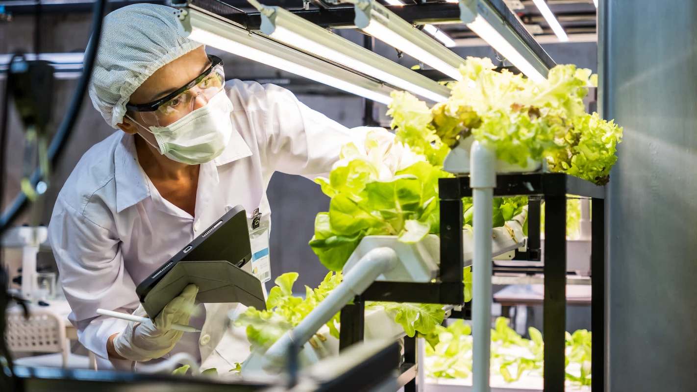 A researcher inspecting lettuce.