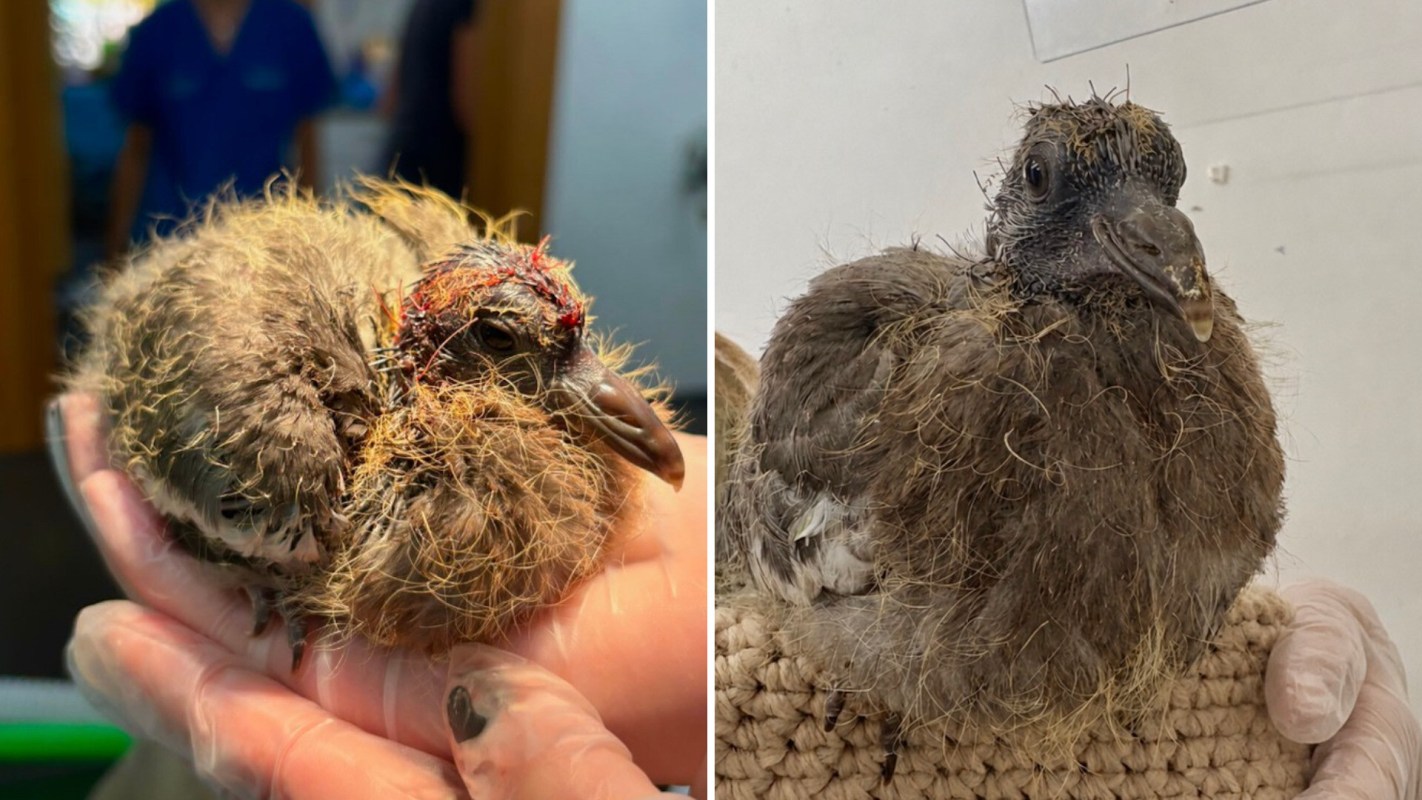 Two young birds, one held in a hand, with unkempt feathers and varying levels of fluffiness.