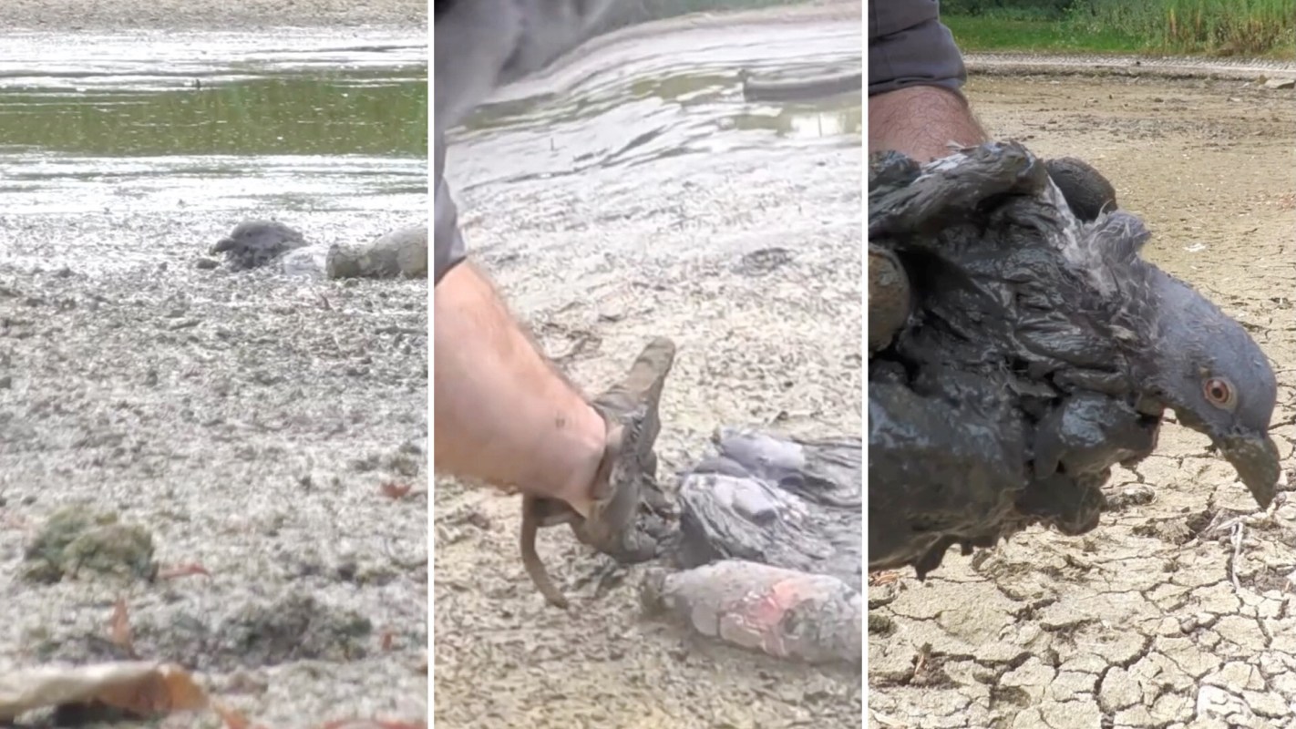 A person rescuing a pigeon from mud.