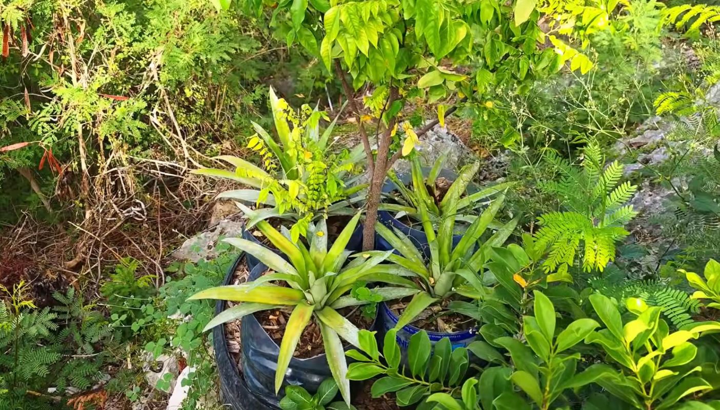 Pineapple plants in a garden.