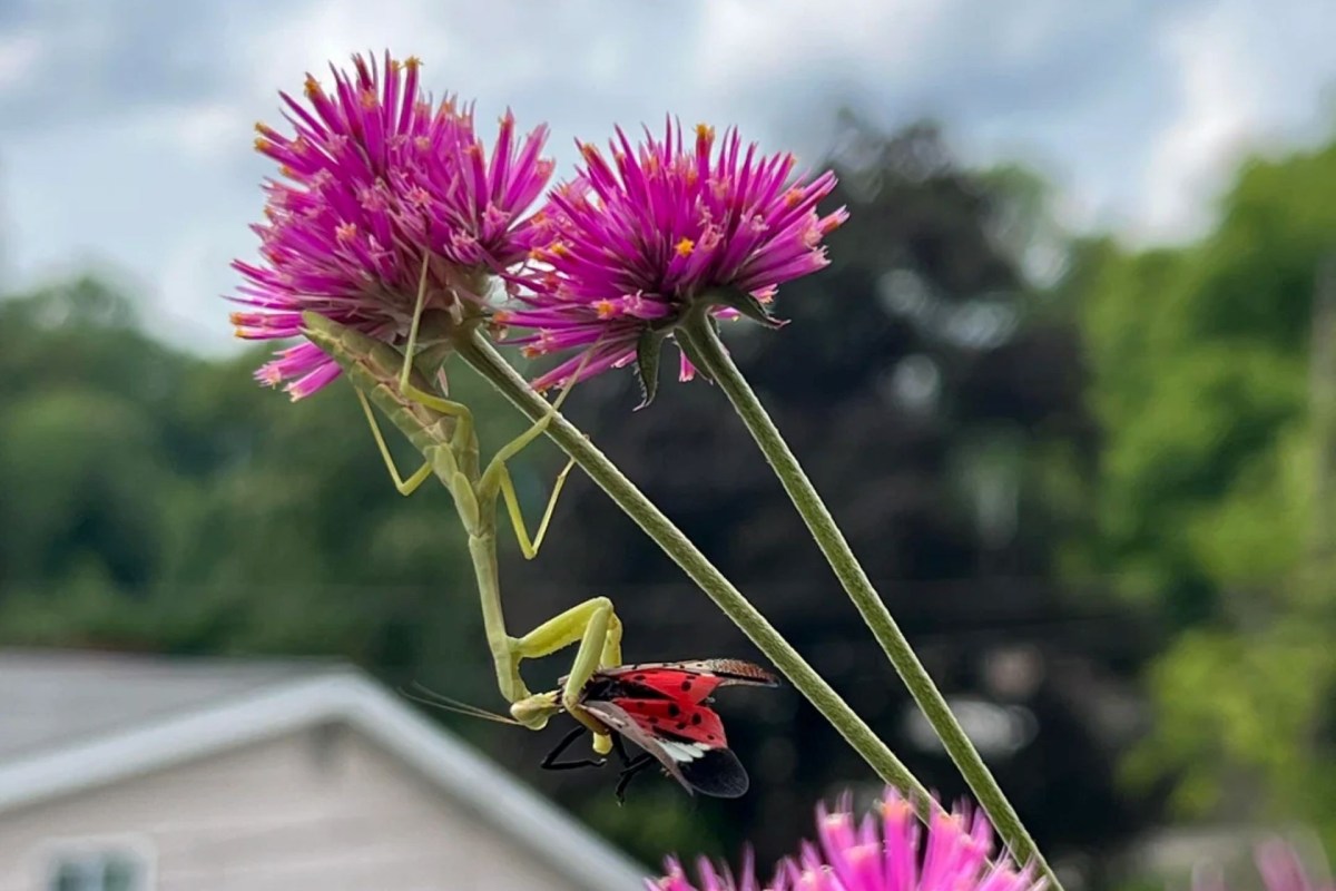 A praying mantis and a spotted lanternfly on a flower.