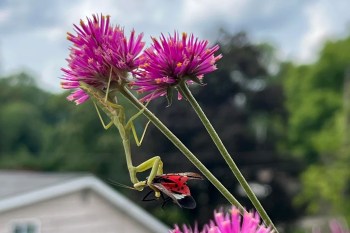 A praying mantis and a spotted lanternfly on a flower.
