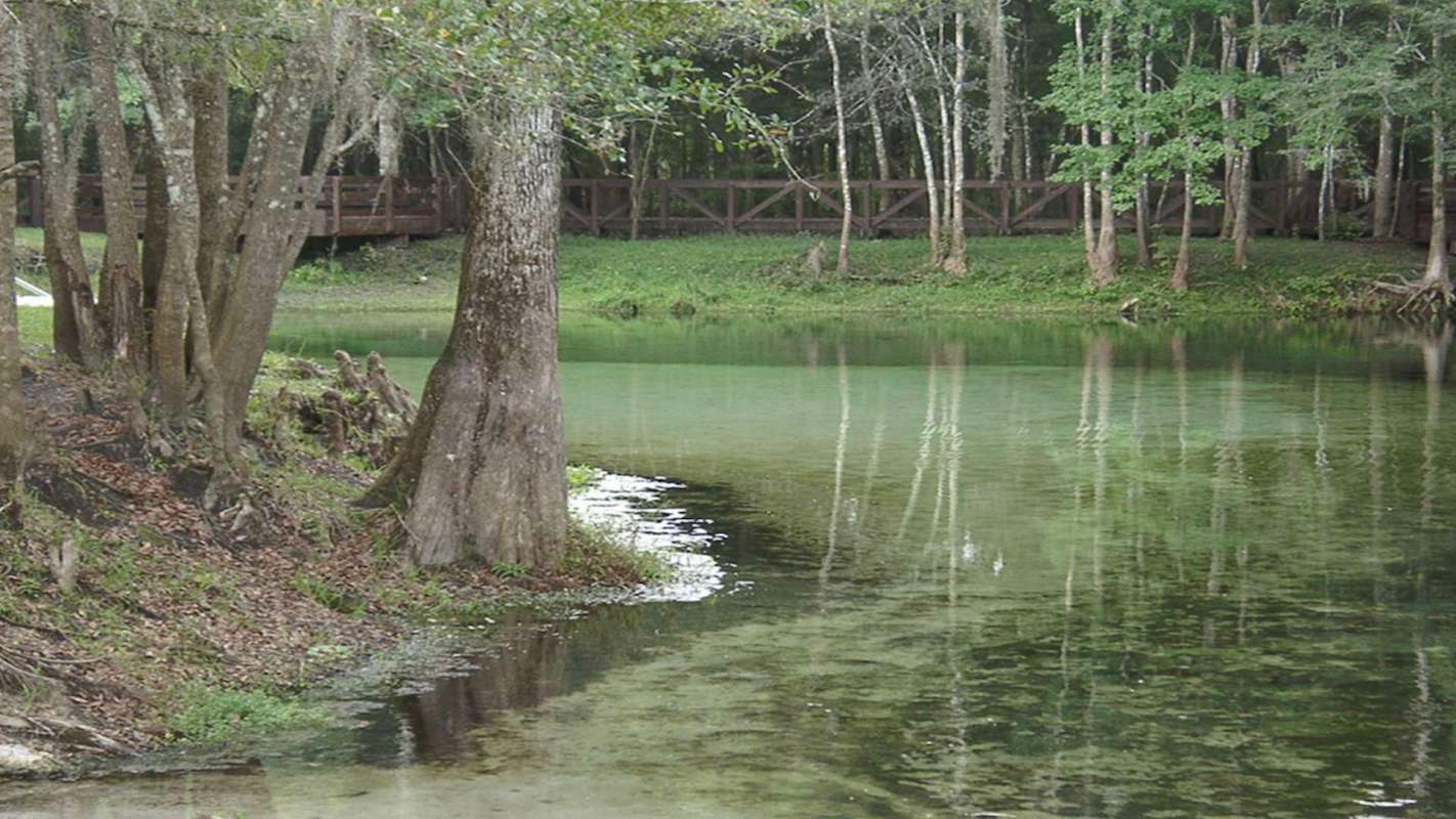 Trees near water.