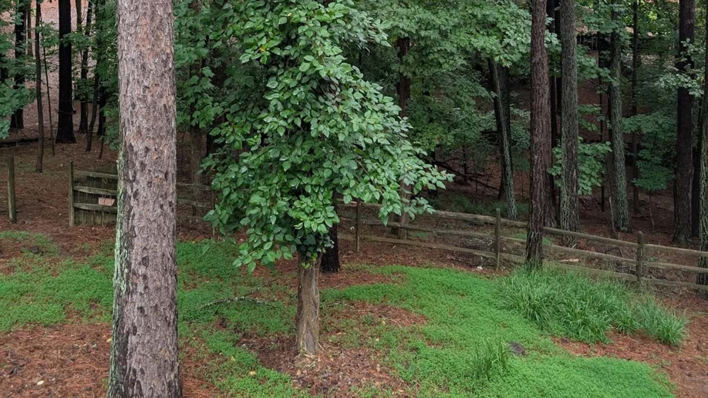 A small tree surrounded by greenery and a wooden fence in a forested area.