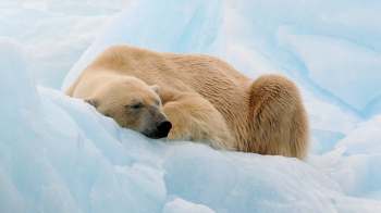 A polar bear sleeps on an ice floe.