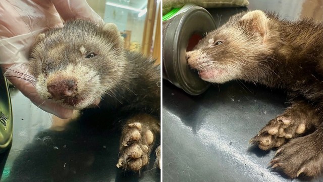 A small polecat is being held and lying on a table, with a paw visible near a canister.