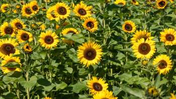 A field of sunflowers with yellow petals and dark centers surrounded by green leaves.
