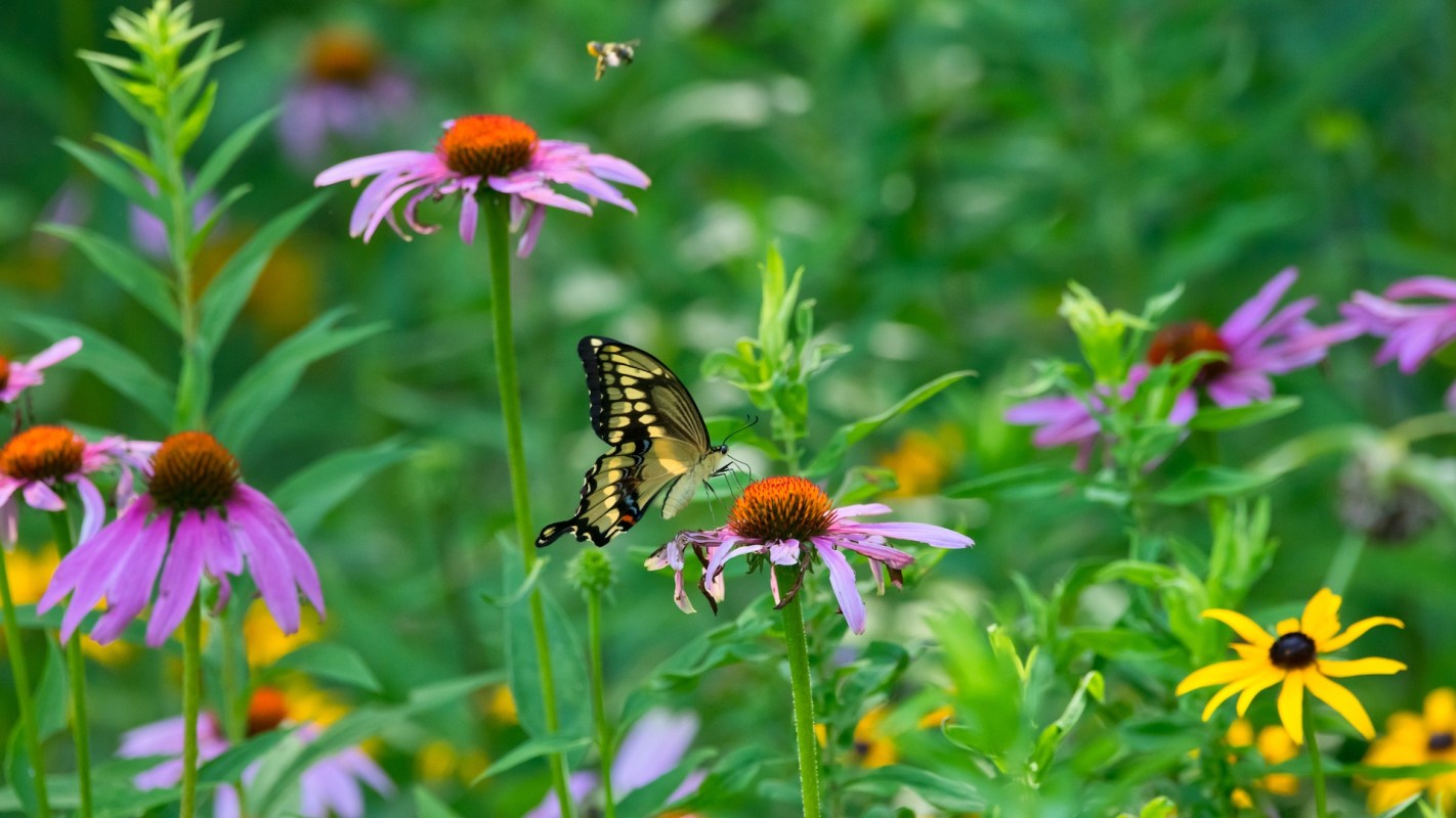 A butterfly perches on a pink flower among various blooms in a lush garden.