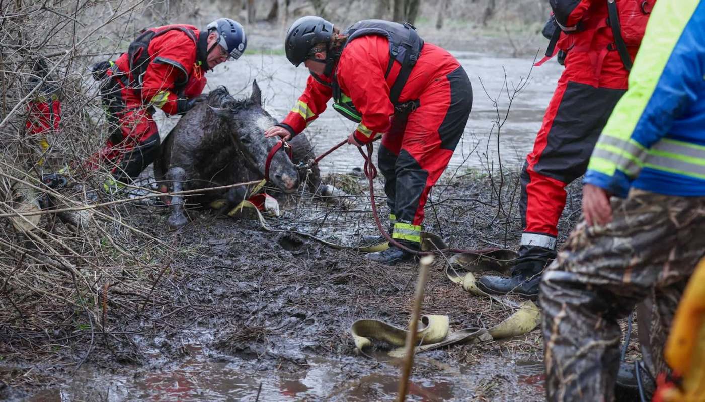 Rescue workers assist a pony trapped in mud near a body of water.